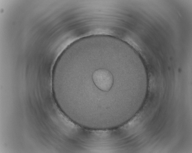 X0000065980836200603172113