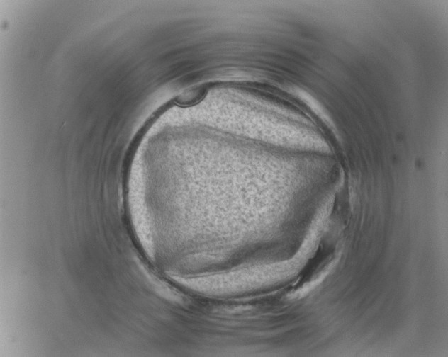 X0000065980837200603172113