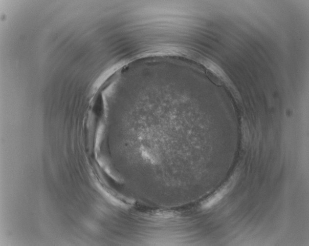 X0000065980842200603172113