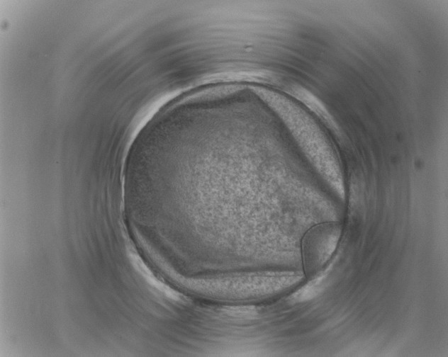 X0000065980844200603172113