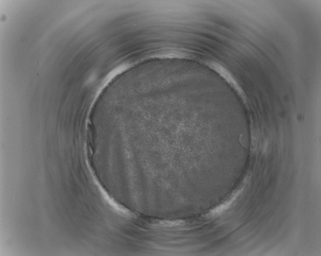 X0000065980845200603172113