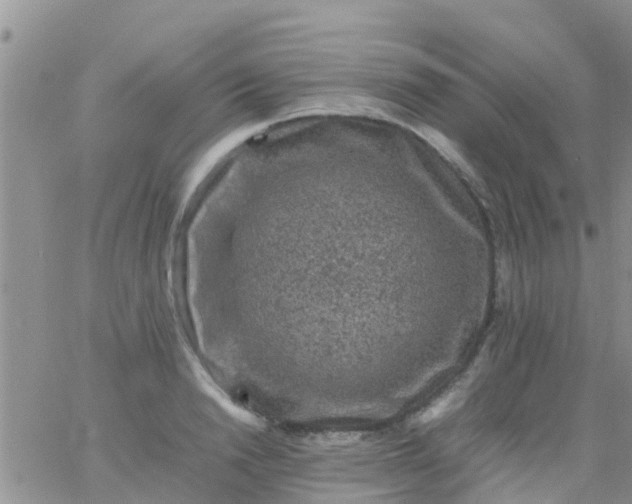 X0000065980846200603172113