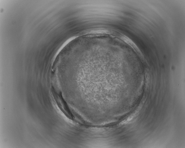 X0000065980852200603172113