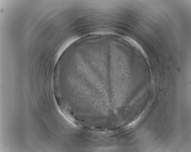 X0000065980855200603172113