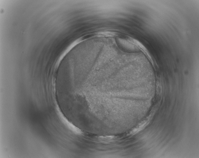 X0000065980859200603172113