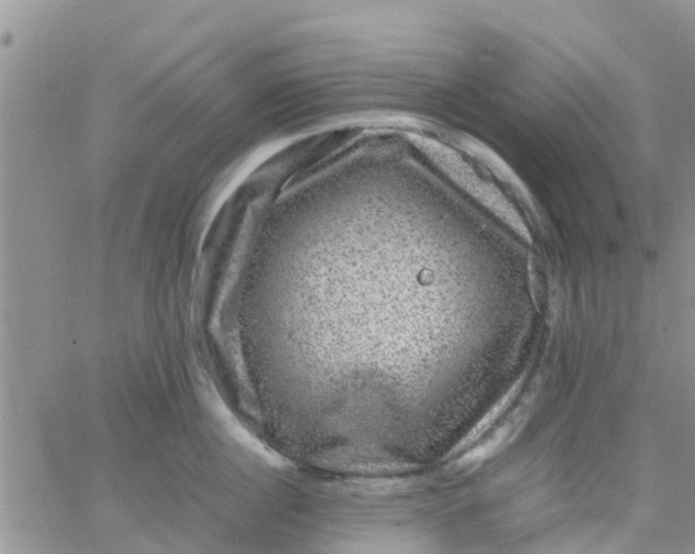 X0000065980860200603172113