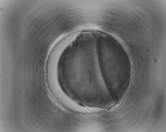 X0000065980864200603172113