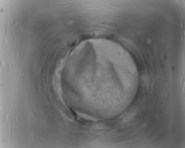 X0000065980865200603172113