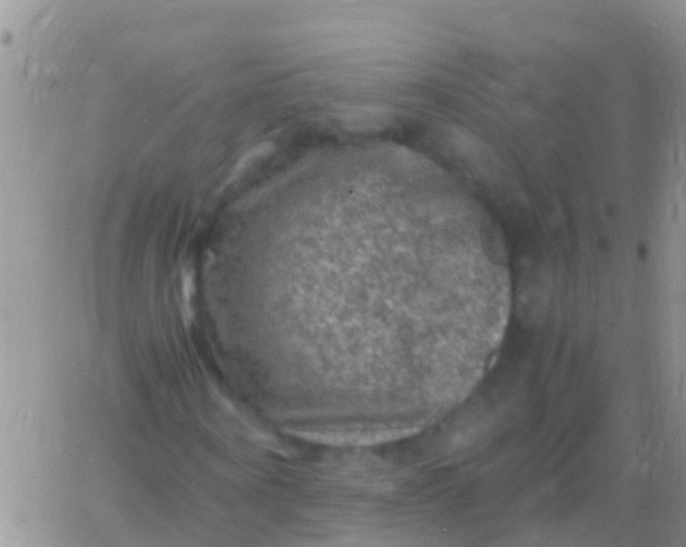 X0000065980866200603172113