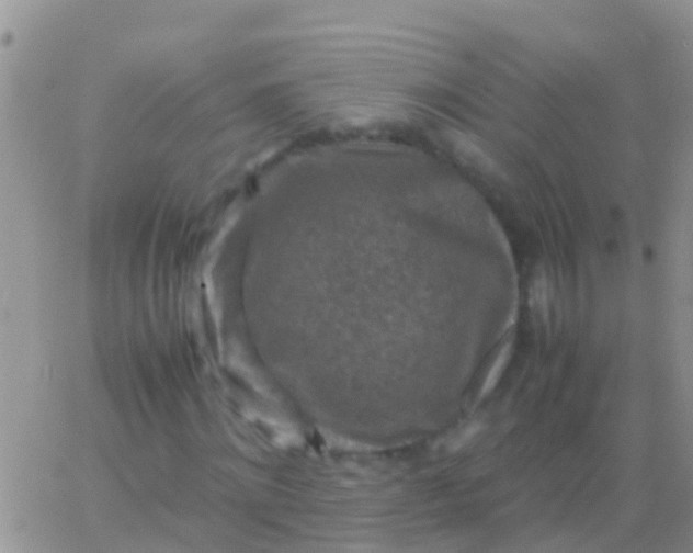 X0000065980868200603172113