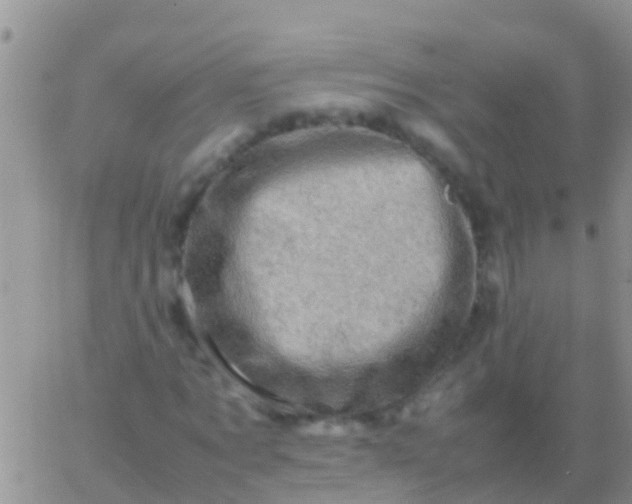 X0000065980869200603172112