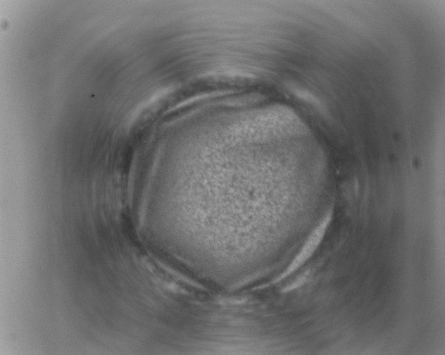 X0000065980870200603172112