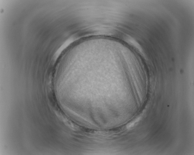 X0000065980875200603172112