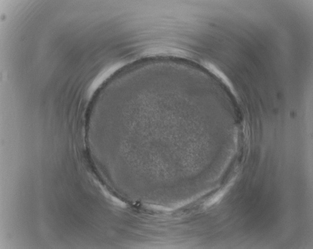 X0000065980877200603172112