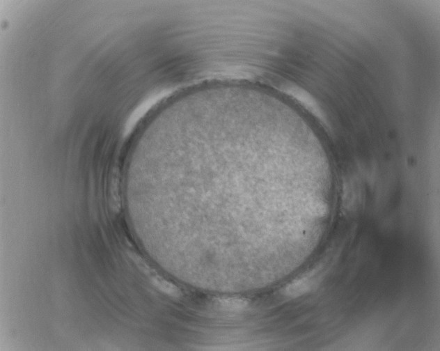 X0000065980878200603172112