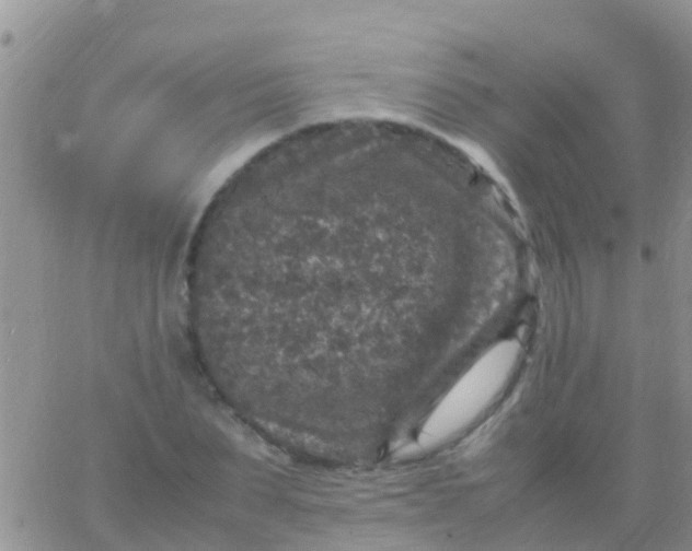 X0000065980879200603172112