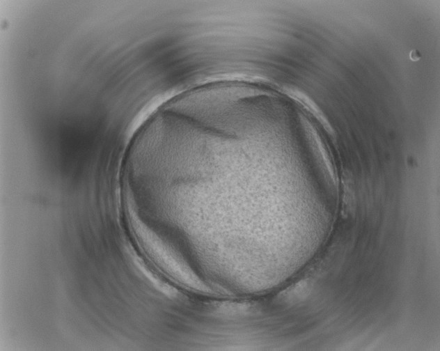 X0000065980890200603172112