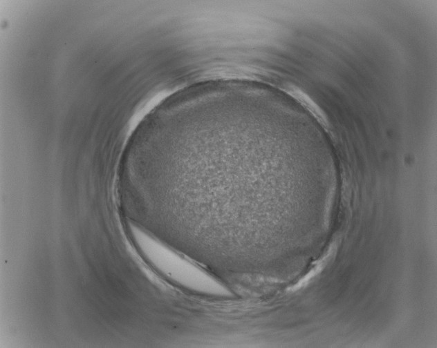 X0000065980893200603172112