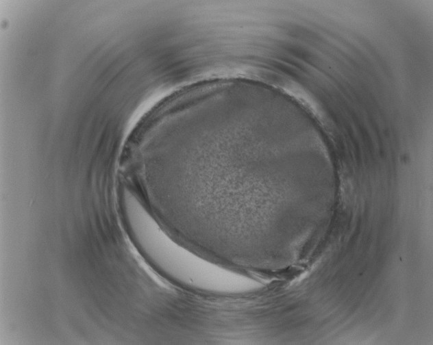 X0000065980894200603172112