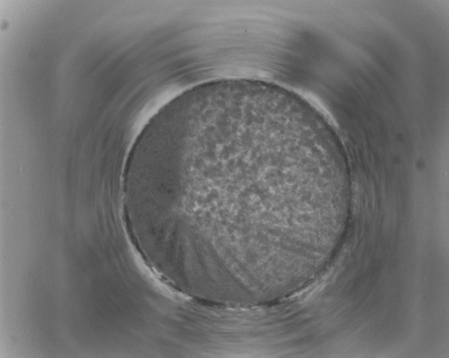 X0000065980895200603172112