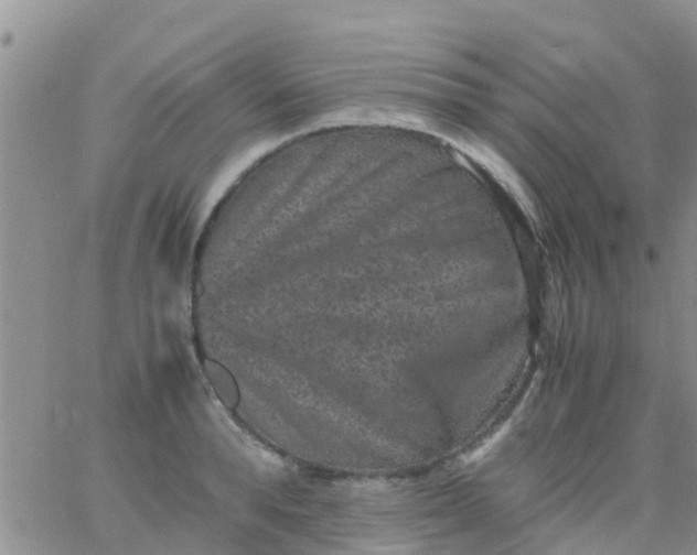 X0000065980896200603172112