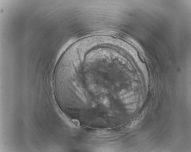 X0000065980907200603172112