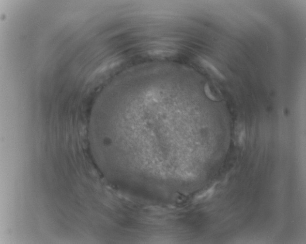 X0000065980917200603172111