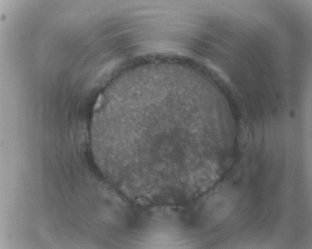 X0000065980918200603172111