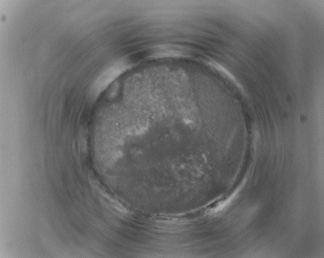 X0000065980921200603172111