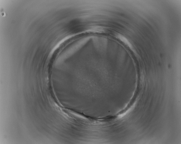 X0000065980923200603172111