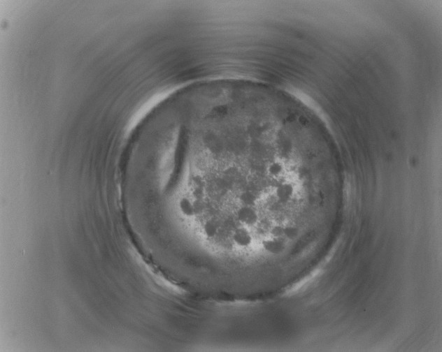 X0000065980925200603172111