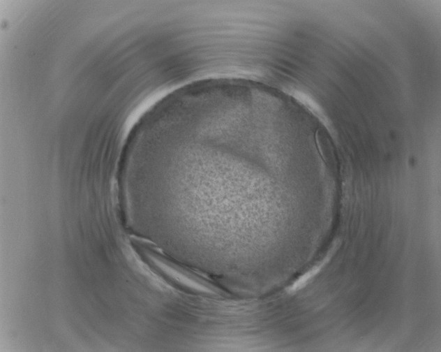 X0000065980928200603172111