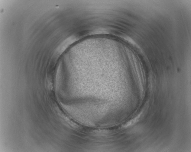 X0000065980929200603172111