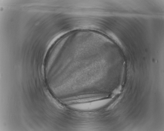 X0000065980932200603172111