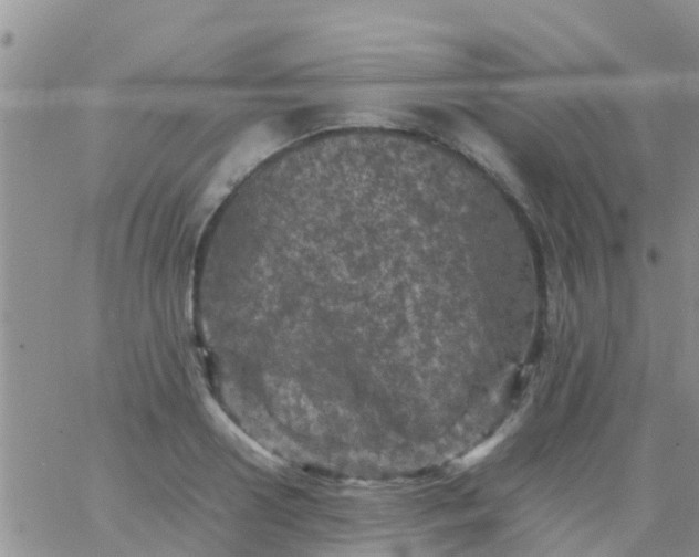 X0000065980938200603172111