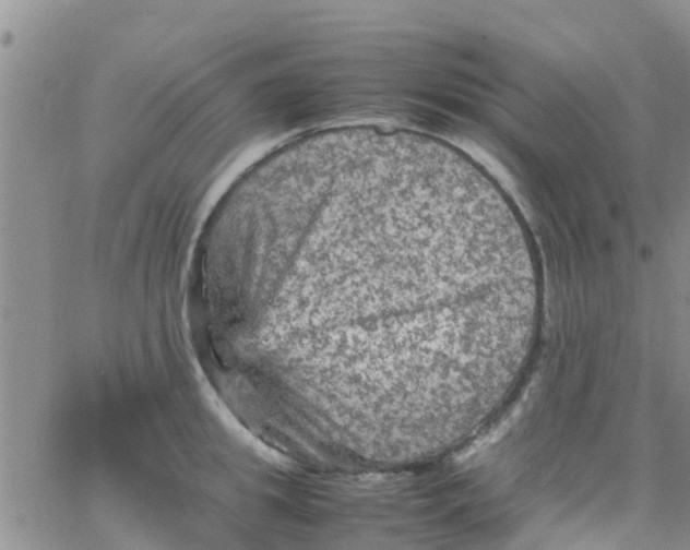 X0000065980949200603172112