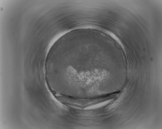 X0000065980951200603172112