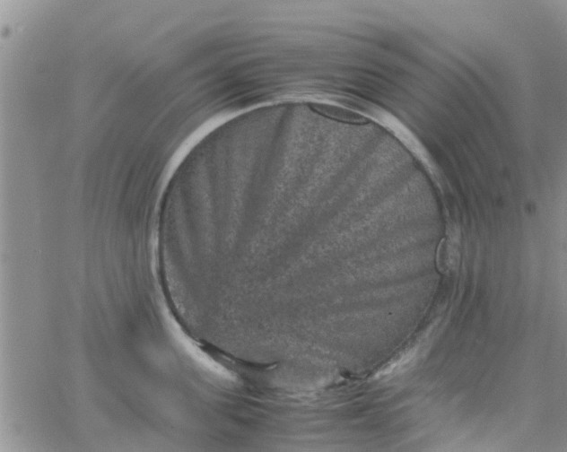 X0000065980955200603172112