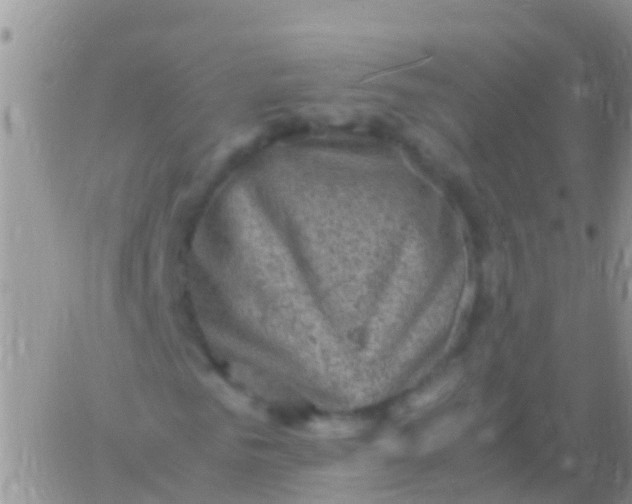 X0000065980961200603172111