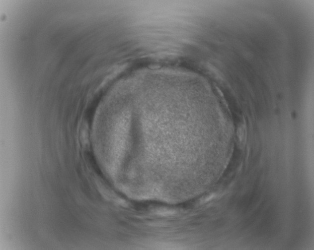 X0000065980963200603172111