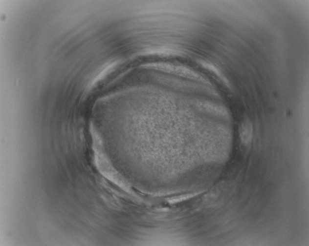 X0000065980968200603172111