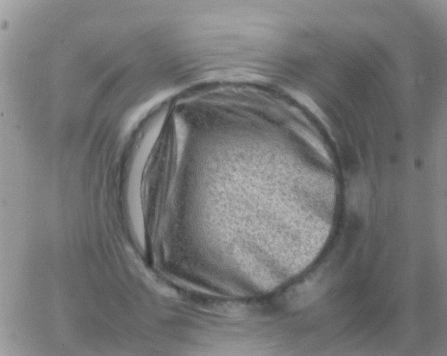 X0000065980971200603172111