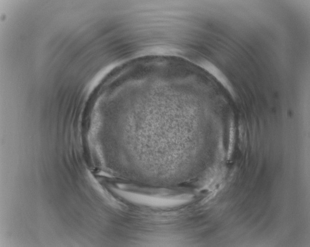 X0000065980972200603172111