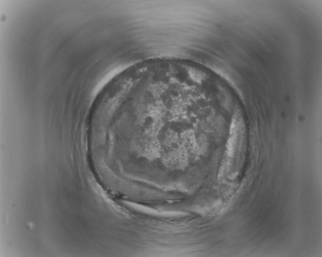 X0000065980983200603172111