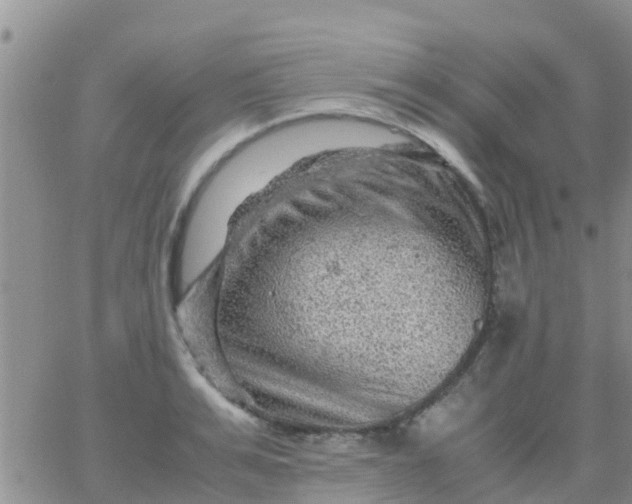 X0000065980991200603172110