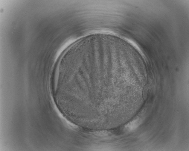 X0000065980999200603172110