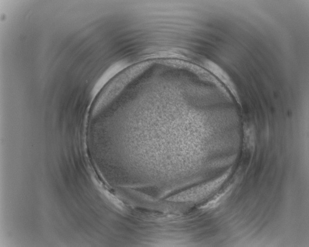 X0000065981002200603172110