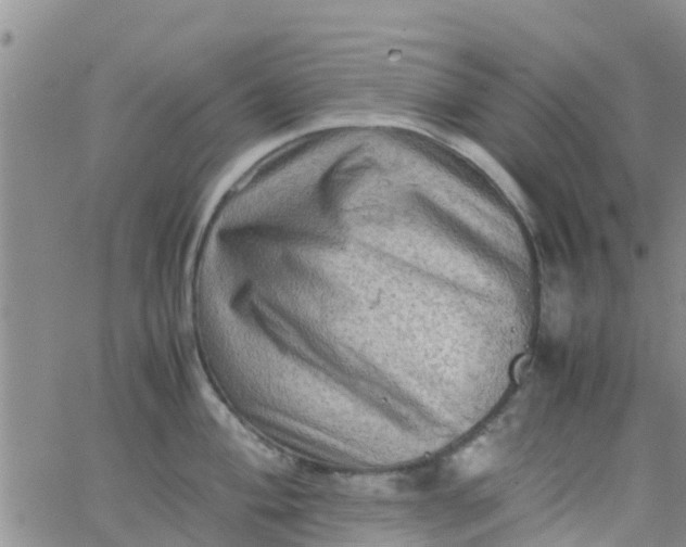 X0000065981004200603172110