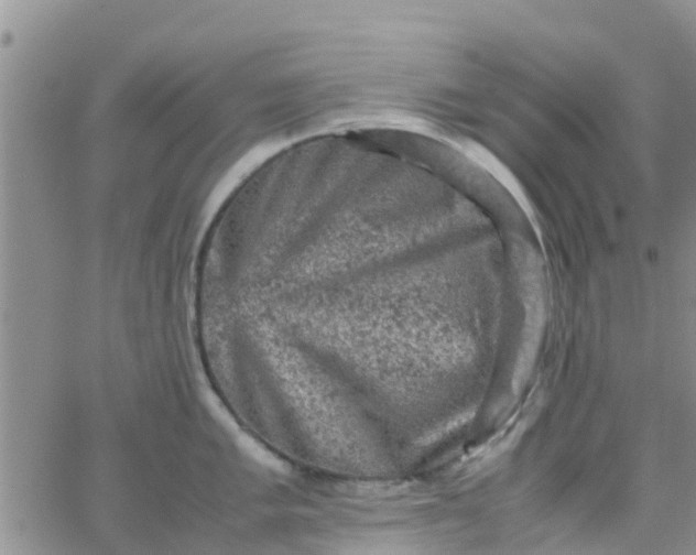 X0000065981005200603172110