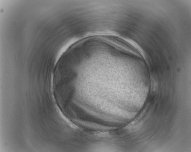 X0000065981006200603172110